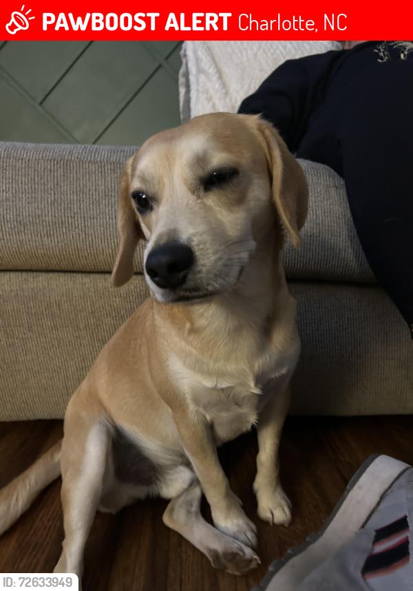 Lost Male Dog last seen Sugar creek and Graham st , Charlotte, NC 28269