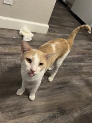 Lost Male Cat last seen Shaw and marks , Fresno, CA 93705
