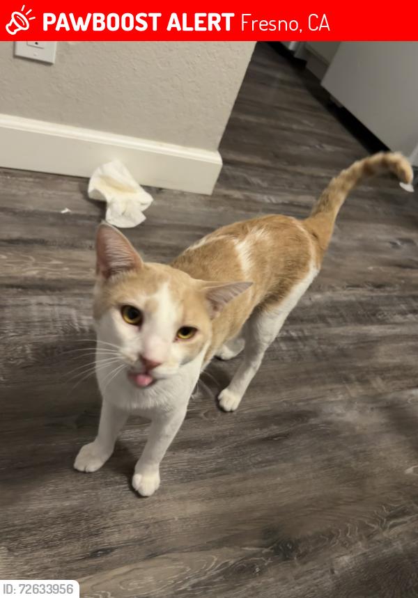 Lost Male Cat last seen Shaw and marks , Fresno, CA 93705