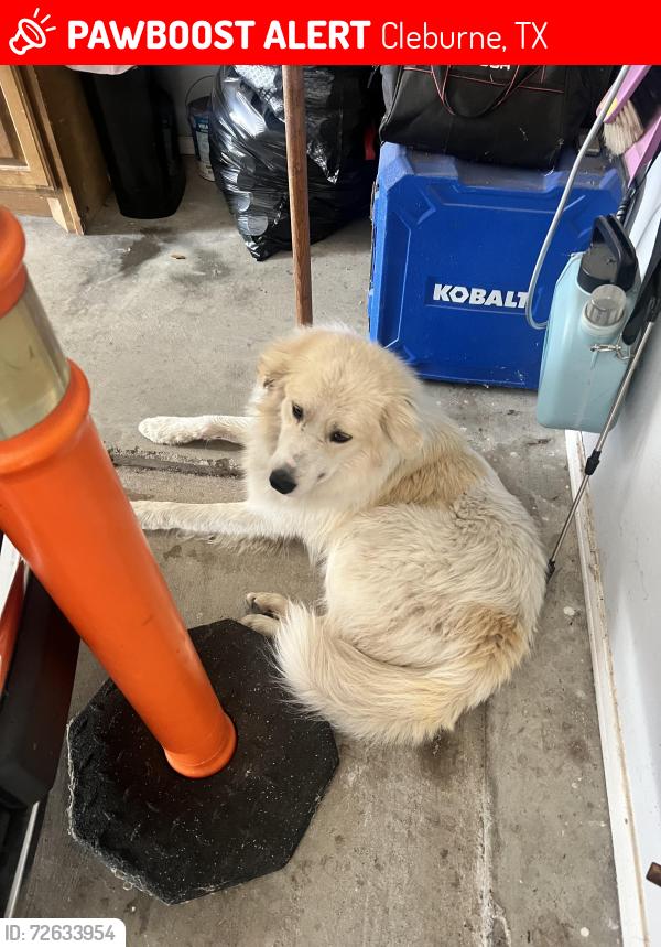 Lost Male Dog last seen West FM 4 & CR 1125, Cleburne, TX 76031