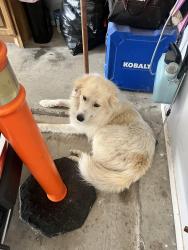 Lost Male Dog last seen West FM 4 & CR 1125, Cleburne, TX 76031