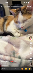 Lost Unknown Cat last seen Near Immanuel rd, Greensboro, NC 27407