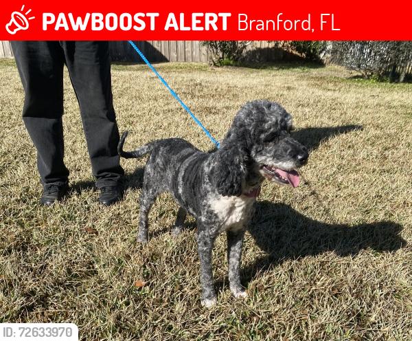 Lost Male Dog last seen Lebanon Baptist Church, Branford, FL 32008
