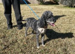 Lost Male Dog last seen Lebanon Baptist Church, Branford, FL 32008