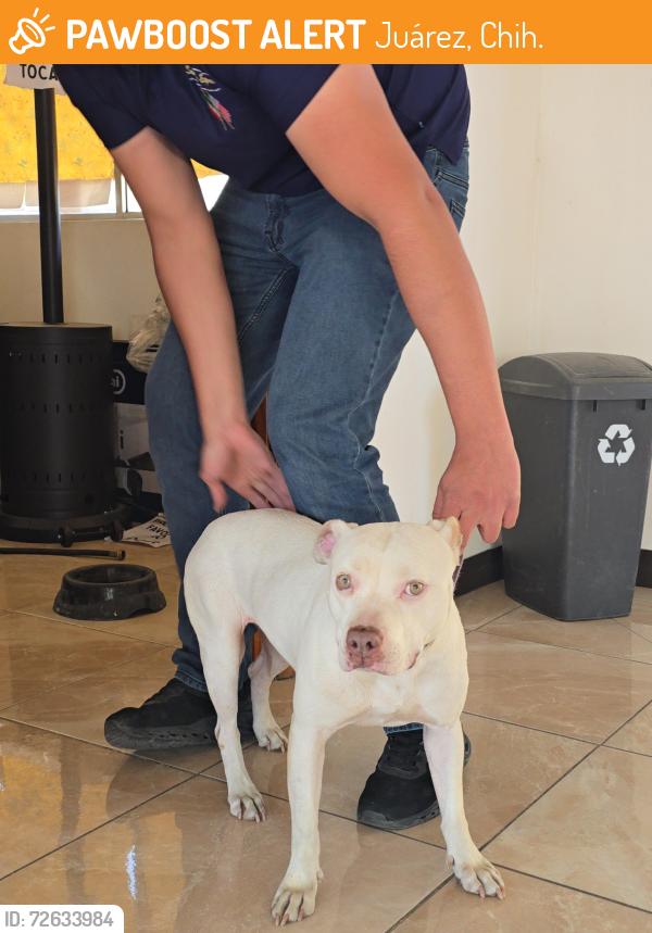 Found/Stray Female Dog last seen Blvd Oscar Flores, Juárez, Chih. 32653
