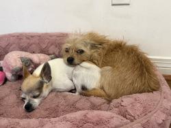 Lost Male Dog last seen Near Murray Heights Dr S , Irvington, AL 36544