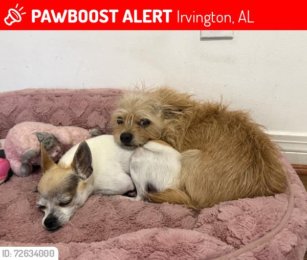 Lost Male Dog last seen Near Murray Heights Dr S , Irvington, AL 36544