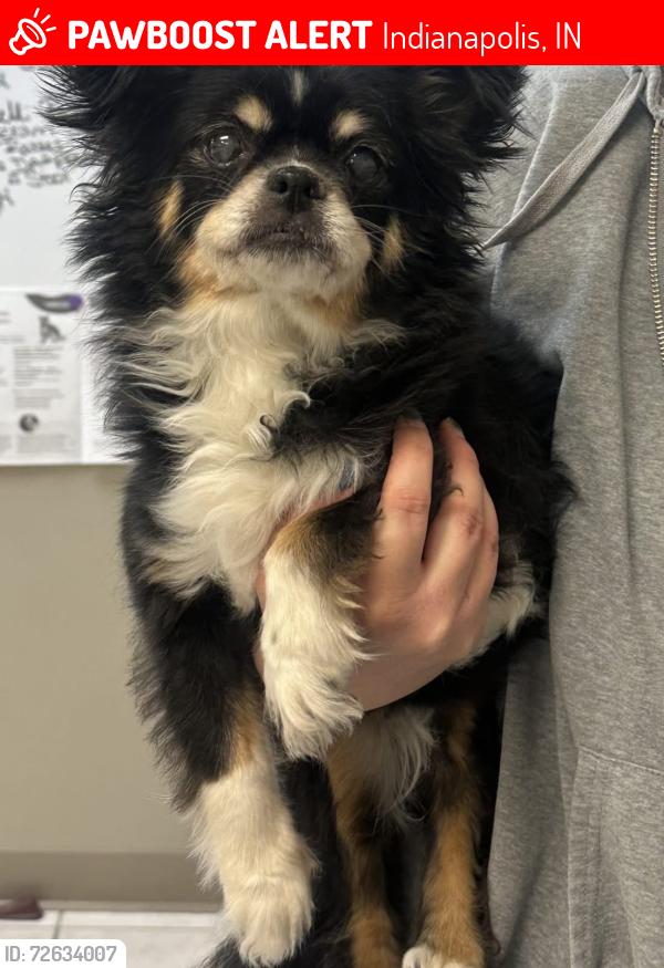 Lost Female Dog last seen 86th Street/Sargent Rd, Indianapolis, IN 46256