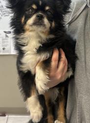 Lost Female Dog last seen 86th Street/Sargent Rd, Indianapolis, IN 46256