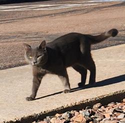 Found/Stray Male Cat last seen Oro Blanco and North Carefree, Colorado Springs, CO 80917