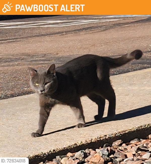 Found/Stray Male Cat last seen Oro Blanco and North Carefree, Colorado Springs, CO 80917