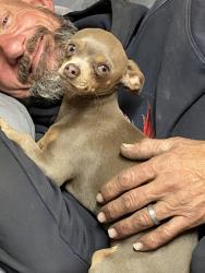 Lost Male Dog last seen Milton and palo verde, Pima County, AZ 85706