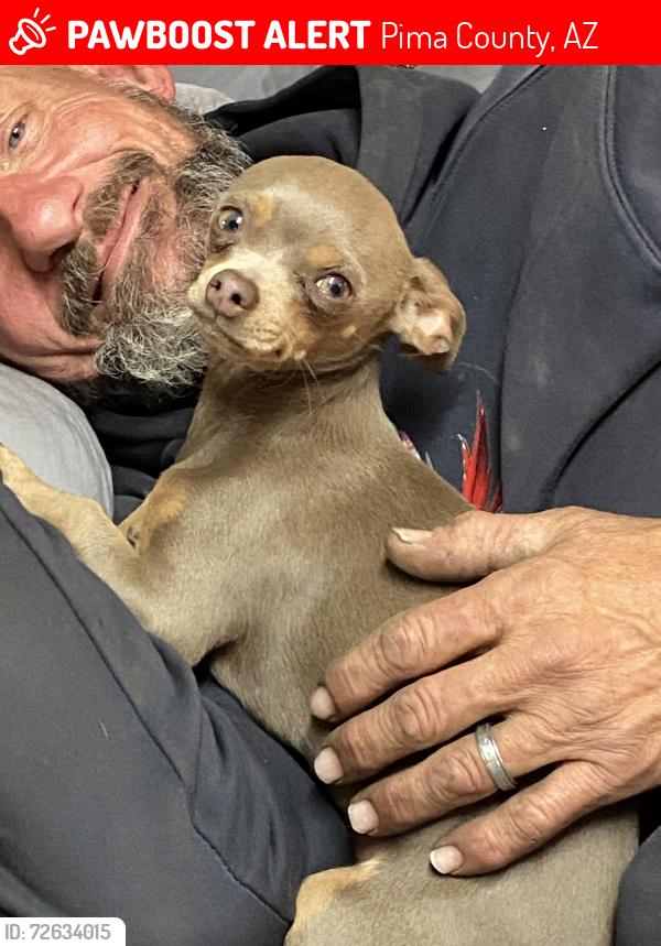 Lost Male Dog last seen Milton and palo verde, Pima County, AZ 85706