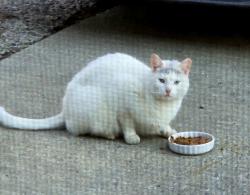 Found/Stray Unknown Cat last seen Fairfield street, Colonial Park, PA 17109