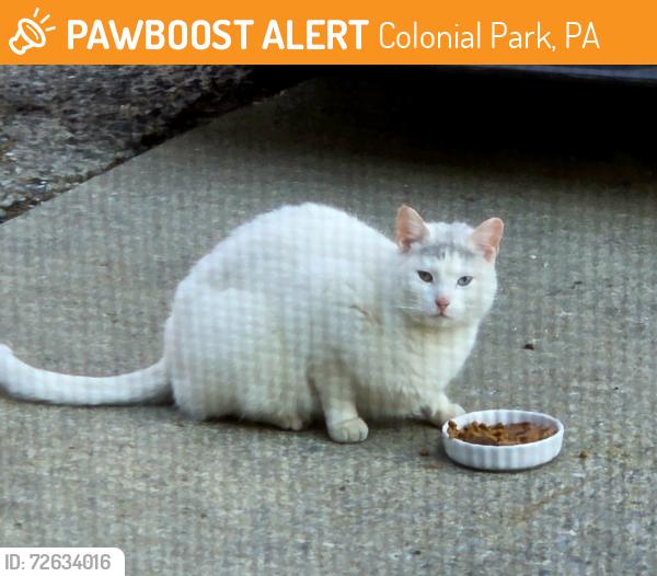 Found/Stray Unknown Cat last seen Fairfield street, Colonial Park, PA 17109