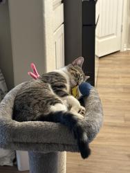 Lost Male Cat last seen Redbird Ranch community on Sage Thrasher, San Antonio, TX 78253