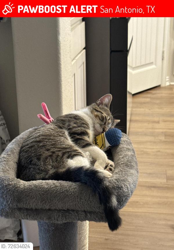 Lost Male Cat last seen Redbird Ranch community on Sage Thrasher, San Antonio, TX 78253