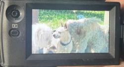 Lost Unknown Dog last seen Gentian/Eleanor, Moreno Valley, CA 92551