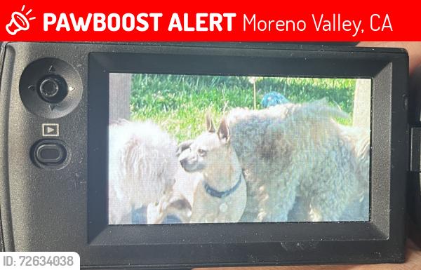 Lost Unknown Dog last seen Gentian/Eleanor, Moreno Valley, CA 92551