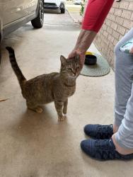 Found/Stray Female Cat last seen Hanson and Dalloz, Columbia, SC 29204