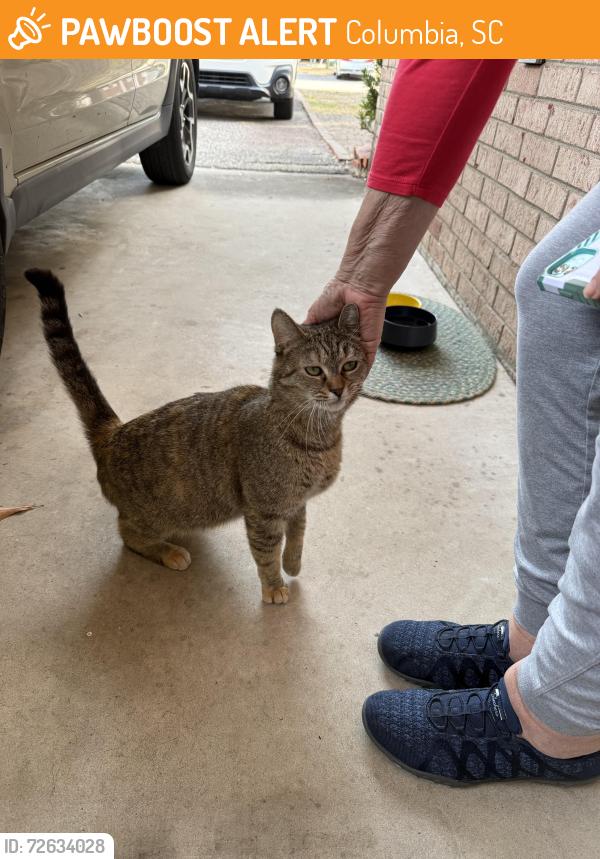 Found/Stray Female Cat last seen Hanson and Dalloz, Columbia, SC 29204