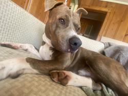 Lost Male Dog last seen Near grover st , Winston-Salem, NC 27101