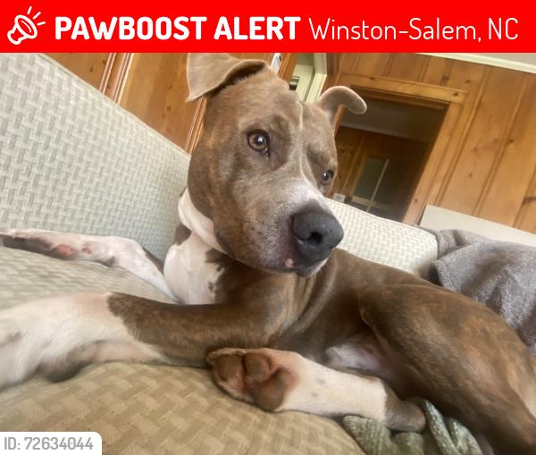Lost Male Dog last seen Near grover st , Winston-Salem, NC 27101