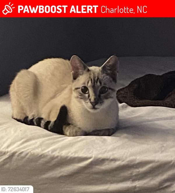 Lost Male Cat last seen Near parkstone Dr/ Archdale. Around Sovereign Grace Presbyterian Church, Charlotte, NC 28210