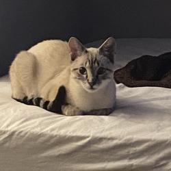 Lost Male Cat last seen Near parkstone Dr/ Archdale. Around Sovereign Grace Presbyterian Church, Charlotte, NC 28210