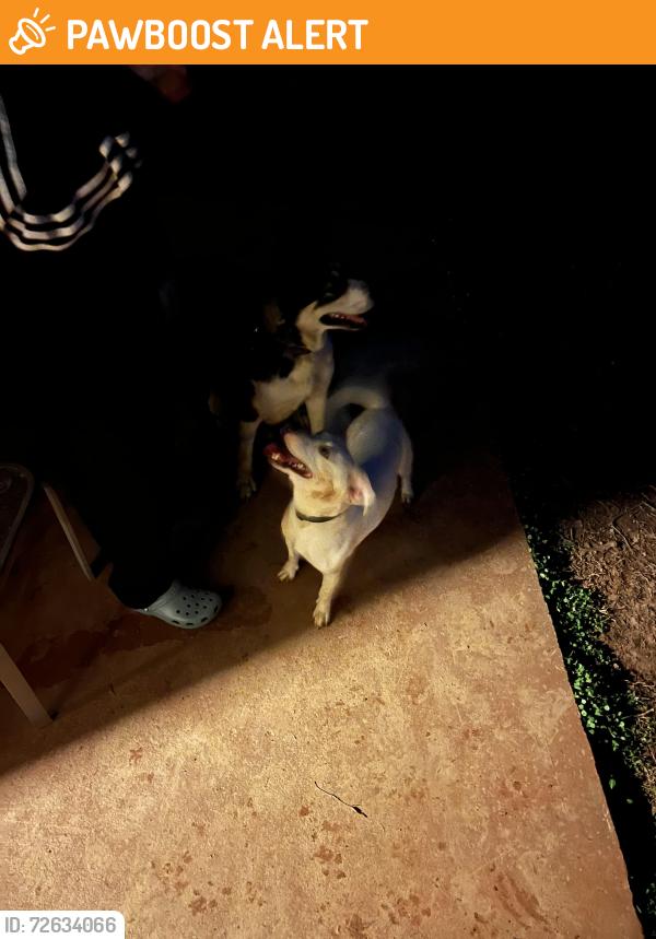 Found/Stray Unknown Dog last seen Cruise- Newbury oaks , Gwinnett County, GA 30044