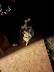 Found/Stray Unknown Dog last seen Cruise- Newbury oaks , Gwinnett County, GA 30044