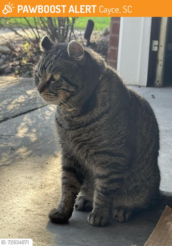 Found/Stray Male Cat last seen Riverhill Ct and Slann Drive, Cayce, Cayce, SC 29033