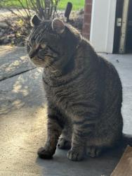 Found/Stray Male Cat last seen Riverhill Ct and Slann Drive, Cayce, Cayce, SC 29033