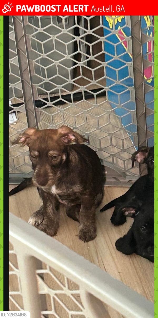 Lost Female Dog last seen Riverside pkwy , Austell, GA 30122