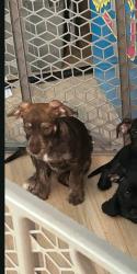 Lost Female Dog last seen Riverside pkwy , Austell, GA 30122