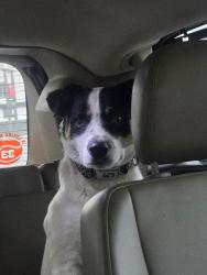 Reunited Male Dog last seen United Supermarket, El Reno, OK 73036