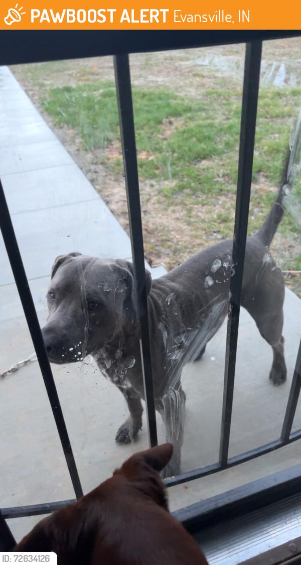 Found/Stray Male Dog last seen east lousiana st, Evansville, IN 47711