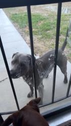 Found/Stray Male Dog last seen east lousiana st, Evansville, IN 47711