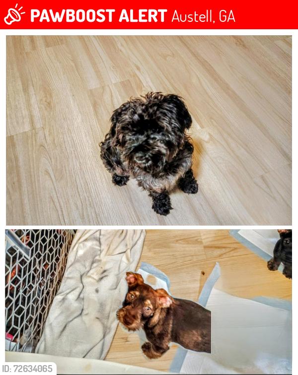 Lost Female Dog last seen Riverside pkwy, Austell, GA 30122