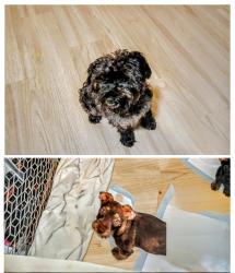 Lost Female Dog last seen Riverside pkwy, Austell, GA 30122