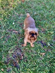 Lost Female Dog last seen  Behind Costco by the Seville condominiums, Clearwater, FL 33765