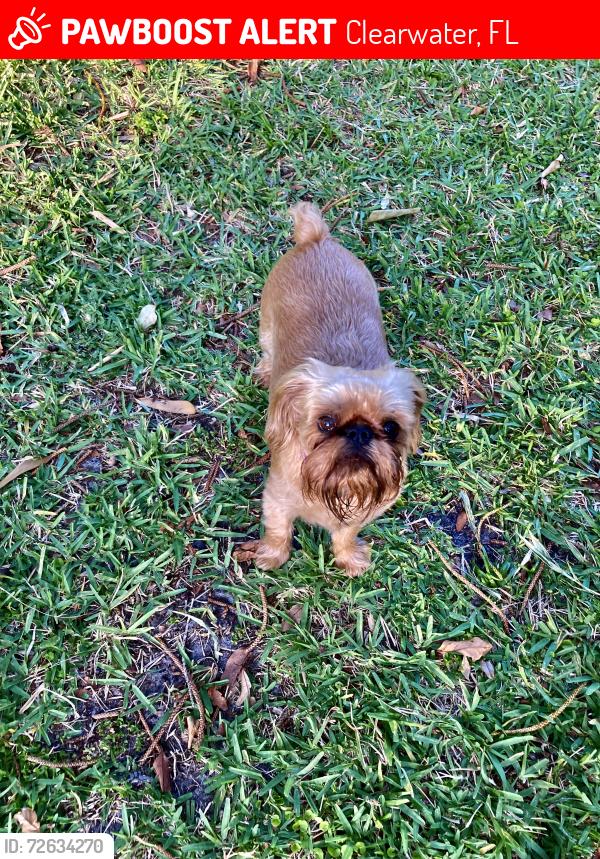 Lost Female Dog last seen  Behind Costco by the Seville condominiums, Clearwater, FL 33765