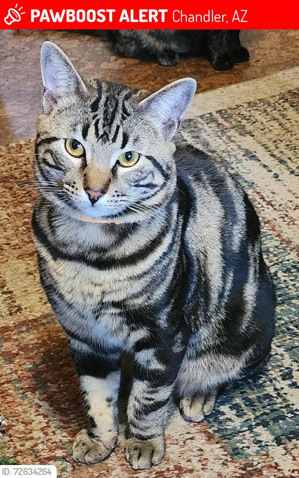 Lost Male Cat last seen McClintock/Ray, Chandler, AZ 85226