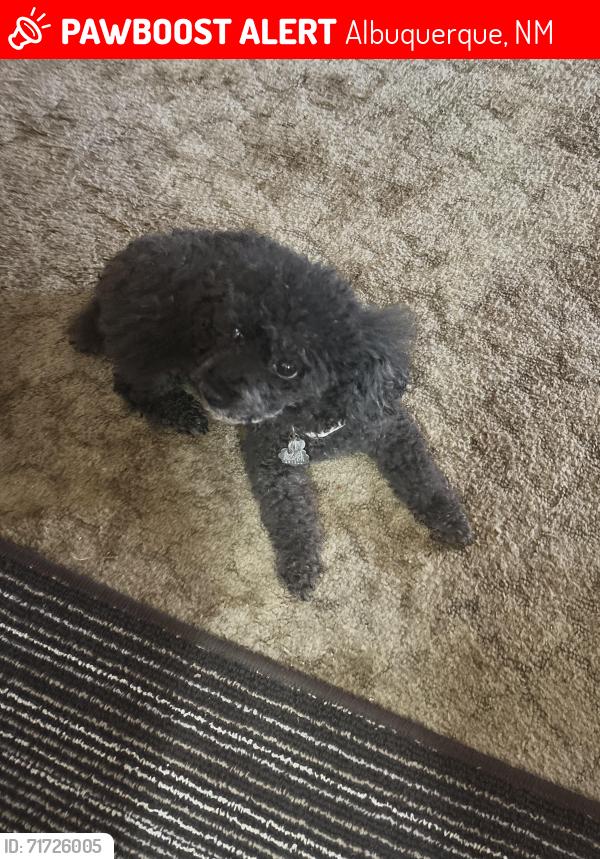 Lost Female Dog last seen La Charles Ave & Tracy , Albuquerque, NM 87111
