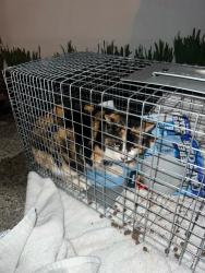 Found/Stray Unknown Cat last seen Lasalle and Sipp Ave, Clifton, NJ 07013