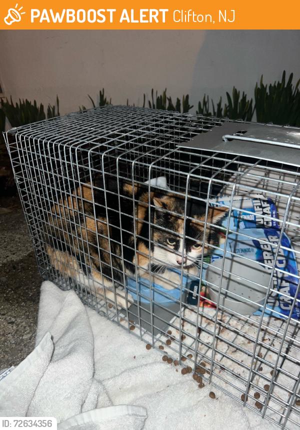 Found/Stray Unknown Cat last seen Lasalle and Sipp Ave, Clifton, NJ 07013