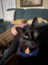 Lost Male Cat last seen Near Montagu, Mission Viejo, CA 92692