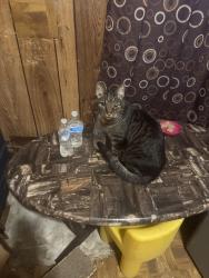 Found/Stray Female Cat last seen Bock rd, Oxon Hill, MD 20745