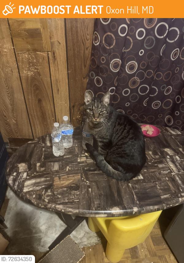 Found/Stray Female Cat last seen Bock rd, Oxon Hill, MD 20745