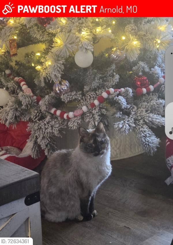 Lost Female Cat last seen New Towne Rd, Arnold, MO 63010